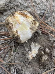 Rhizopogon