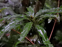 Litsea acuminata