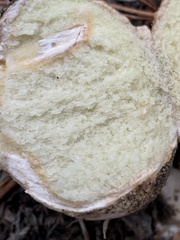Rhizopogon
