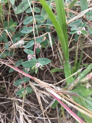 Euphorbia capitellata