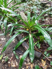 Aechmea mexicana