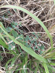 Euphorbia capitellata