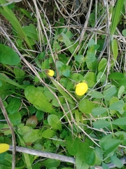 Calceolaria tripartita