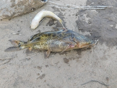 Rhinodoras dorbignyi