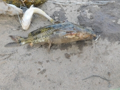 Rhinodoras dorbignyi