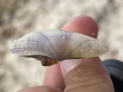 Asaphis violascens