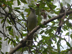 Ptilonorhynchus violaceus