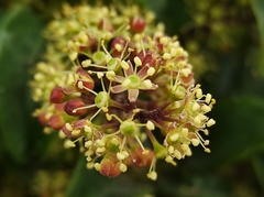 Pseudopanax arboreus