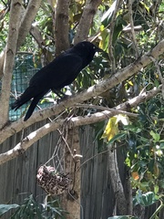 Corvus coronoides