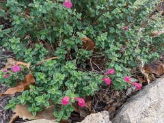 Scutellaria suffrutescens