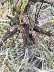 Funastrum heterophyllum