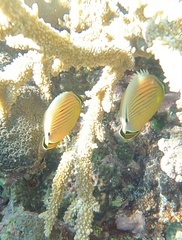 Chaetodon lunulatus