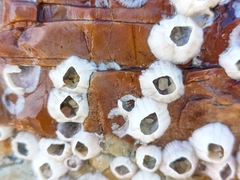 Amphibalanus amphitrite