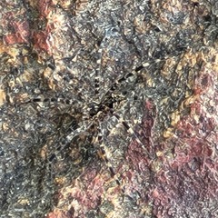 Dolomedes tenebrosus