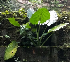 Alocasia