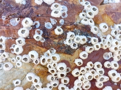 Amphibalanus amphitrite