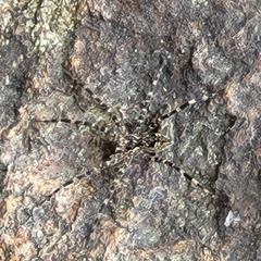 Dolomedes tenebrosus