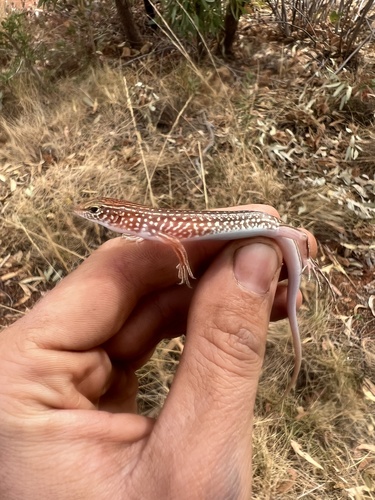 Ctenotus tanamiensis