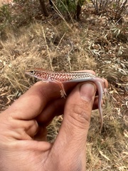 Ctenotus tanamiensis