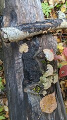 Trichaptum subchartaceum