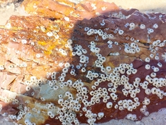 Amphibalanus amphitrite