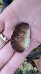 Trichaptum subchartaceum