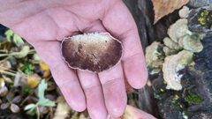 Trichaptum subchartaceum