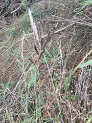 Funastrum heterophyllum