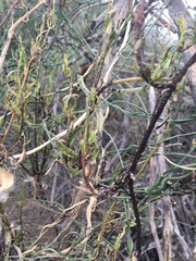 Funastrum heterophyllum