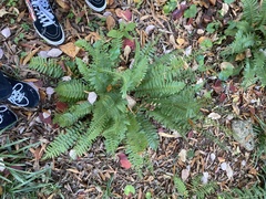 Polystichum acrostichoides