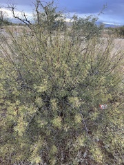 Vachellia constricta
