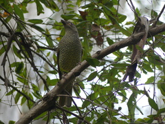 Ptilonorhynchus violaceus