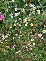 Erigeron karvinskianus