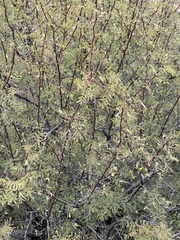 Vachellia constricta
