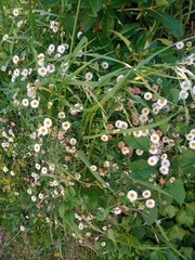 Erigeron karvinskianus