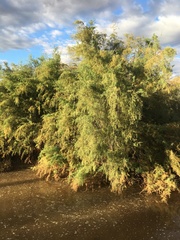 Tamarix