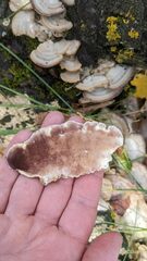 Trichaptum subchartaceum