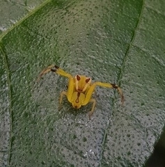Sidymella rubrosignata