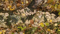 Trichaptum subchartaceum