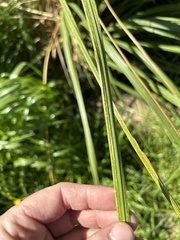 Austroderia richardii
