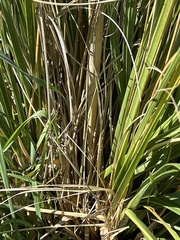 Austroderia richardii