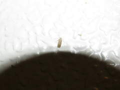 Monochroa quinquepunctella