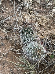 Echinocereus engelmannii fasciculatus