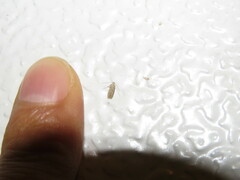 Monochroa quinquepunctella