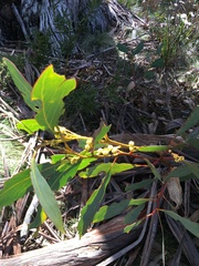 Acacia obliquinervia