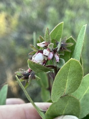 Arctostaphylos montereyensis