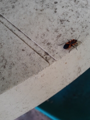 Spilostethus pacificus