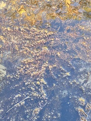 Sargassum muticum