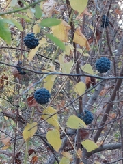 Smilax lasioneura