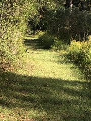 Lagomorpha